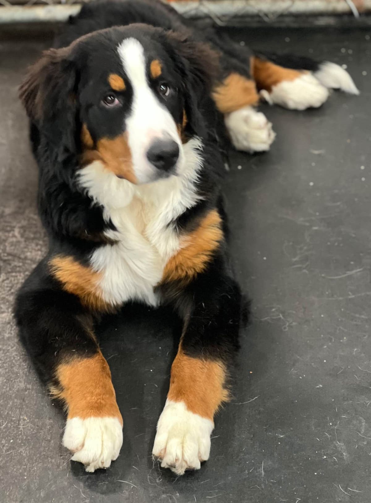 Bernese Mountain Dog Puppies breeder image 13