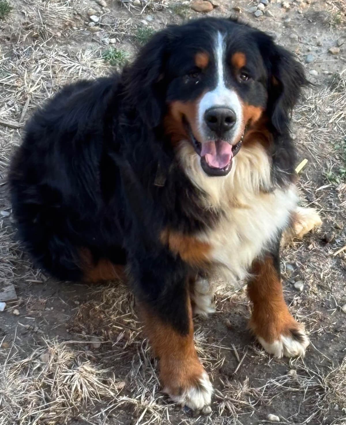 Bernese Mountain Dog Puppies breeder image 15