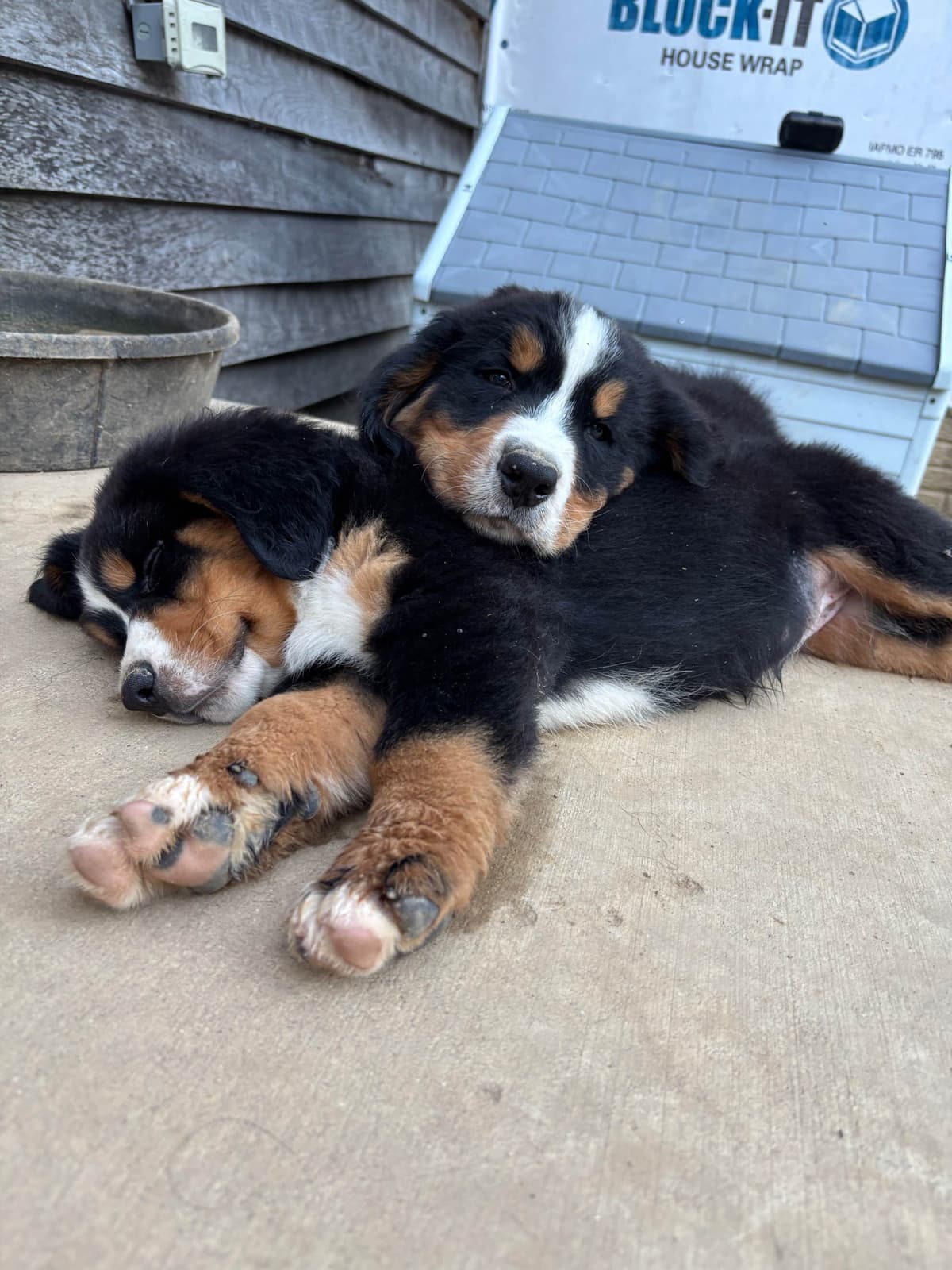 Bernese Mountain Dog Puppies breeder image 16