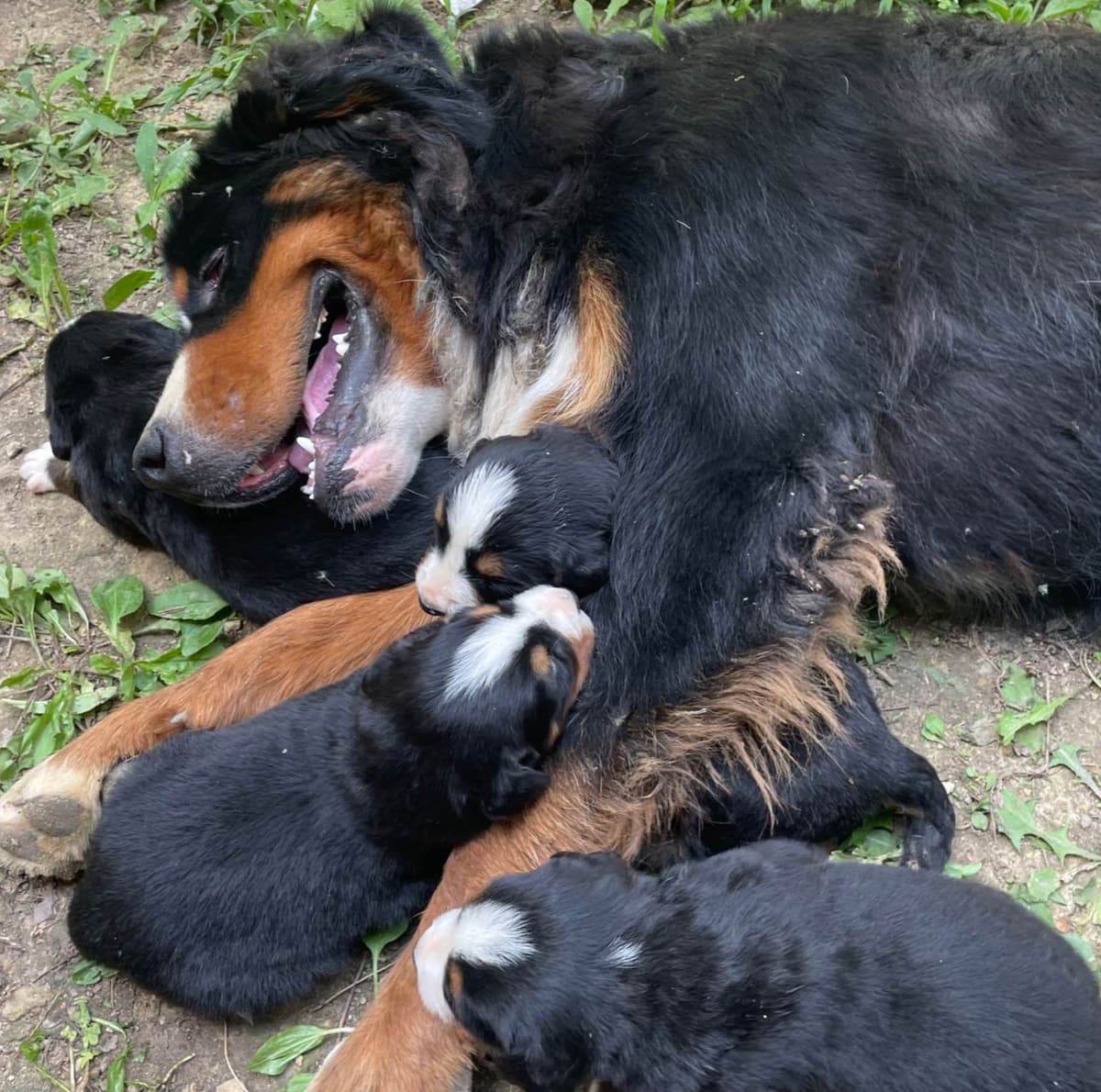 Bernese Mountain Dog Puppies breeder image 24