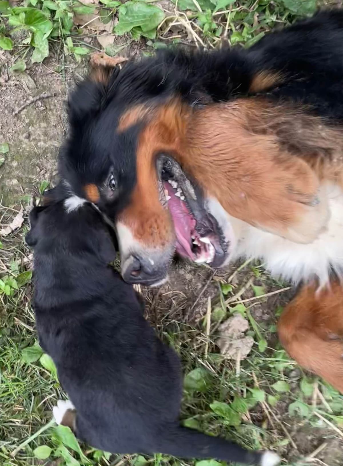 Bernese Mountain Dog Puppies breeder image 17