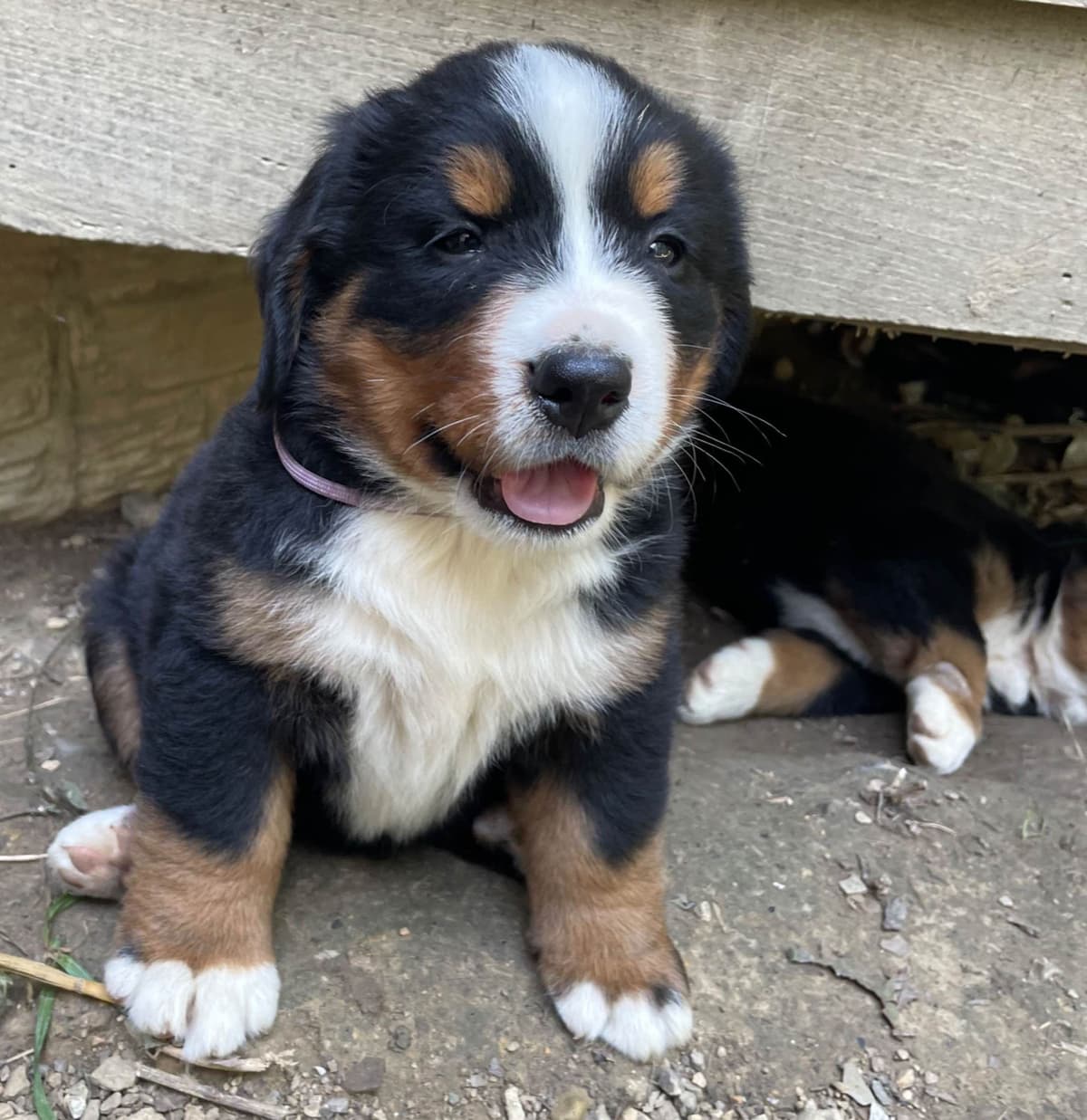 Bernese Mountain Dog Puppies breeder image 18