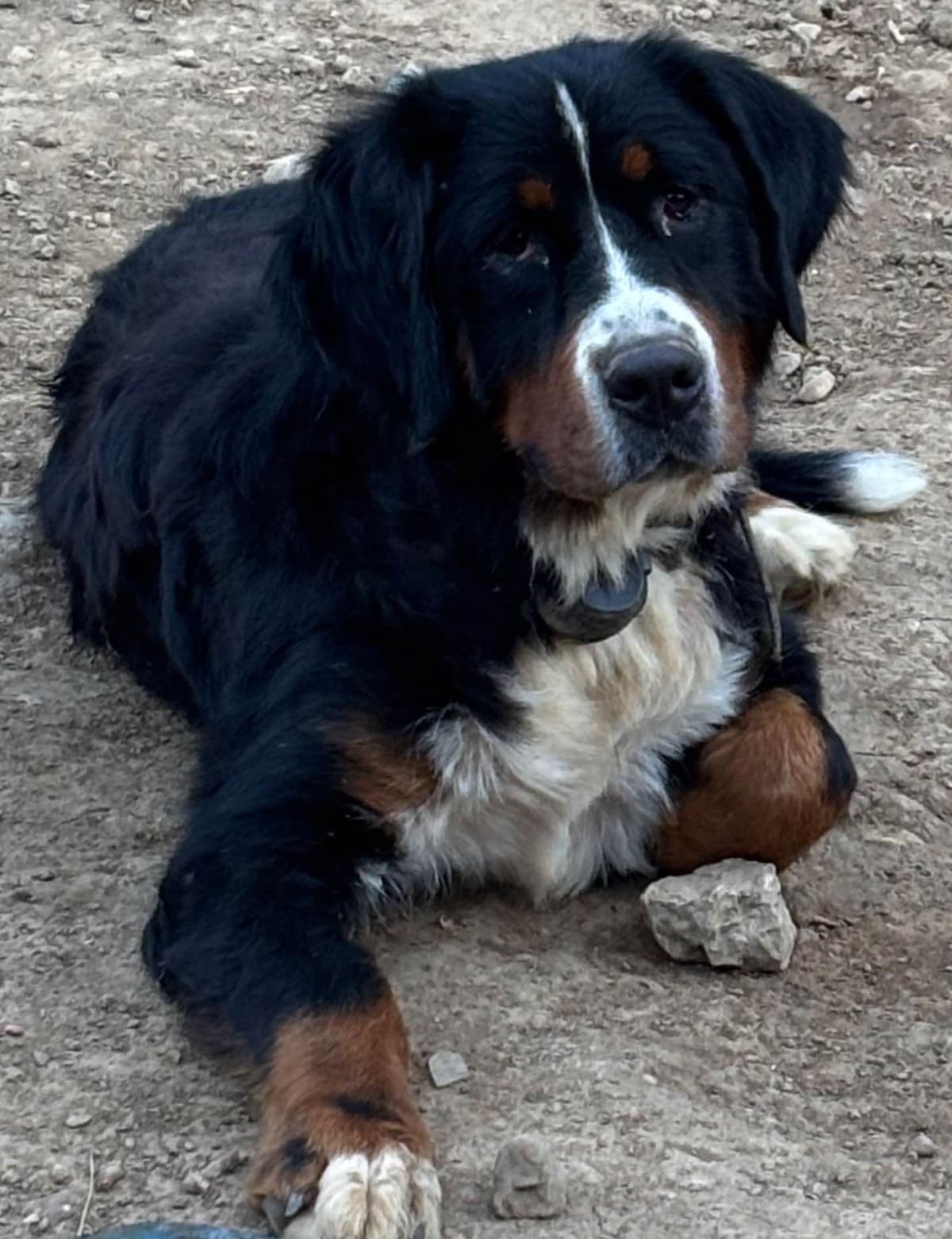 Bernese Mountain Dog Puppies breeder image 19