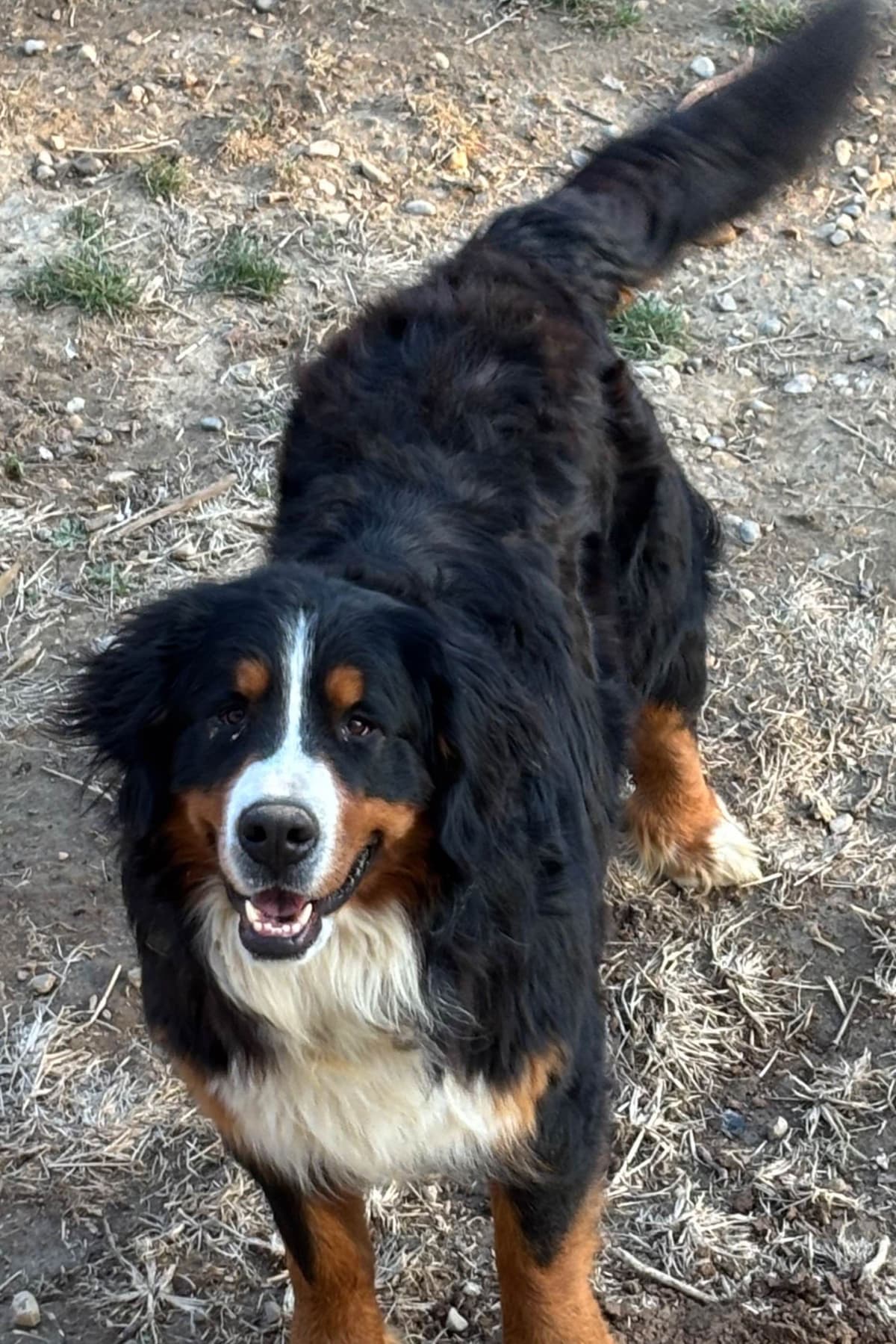 Bernese Mountain Dog Puppies breeder image 20