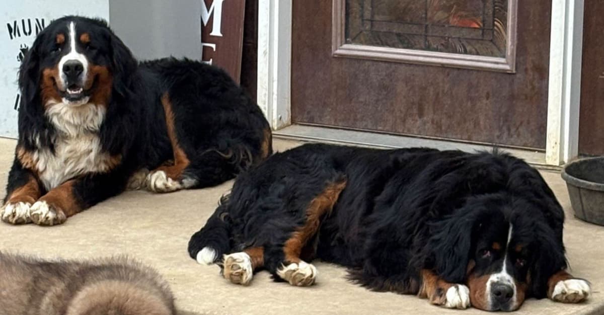 Bernese Mountain Dog Puppies breeder image 4