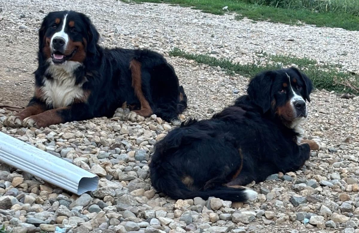 Bernese Mountain Dog Puppies breeder image 21