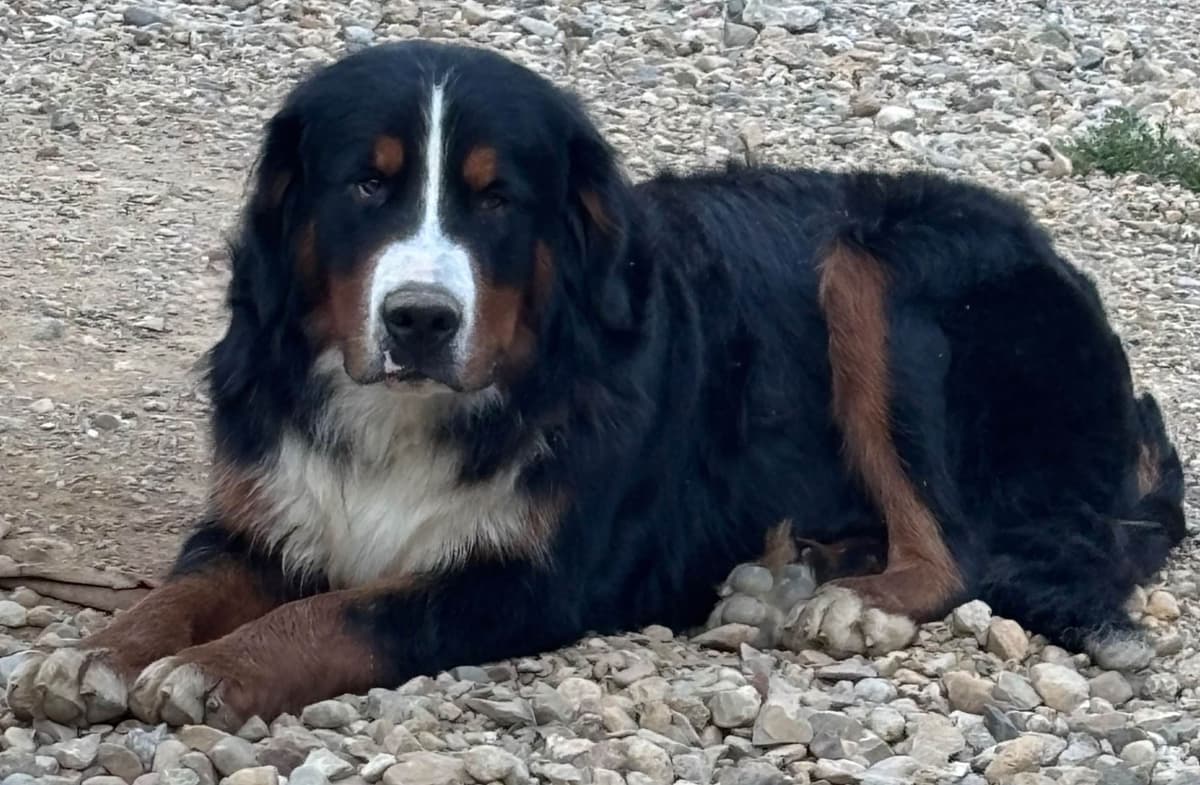 Bernese Mountain Dog Puppies breeder image 22