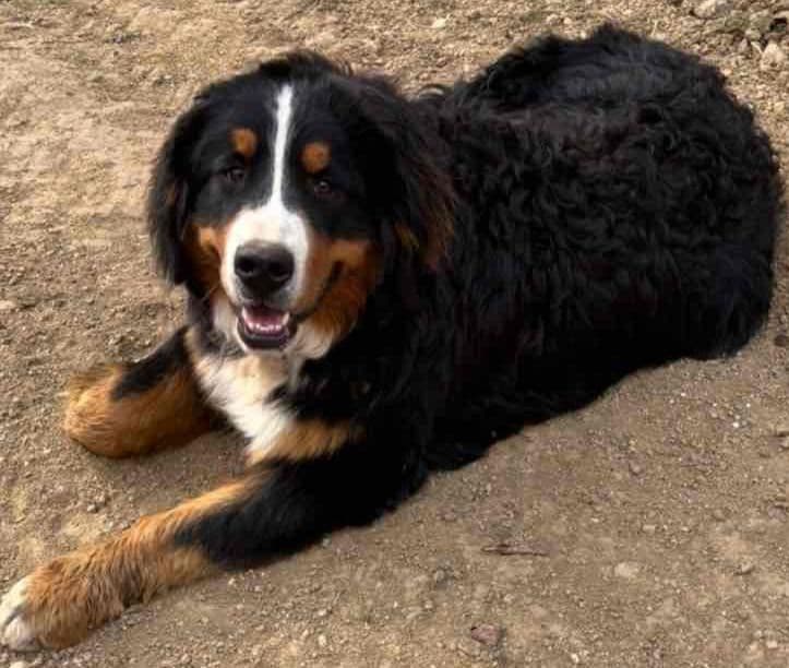 Bernese Mountain Dog Puppies breeder image 23
