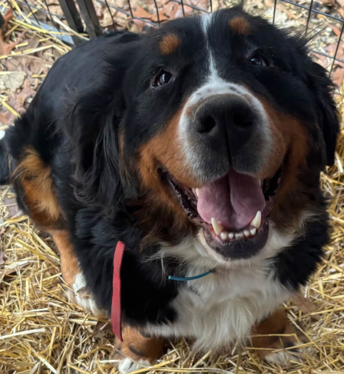 Bernese Mountain Dog Puppies breeder image 27