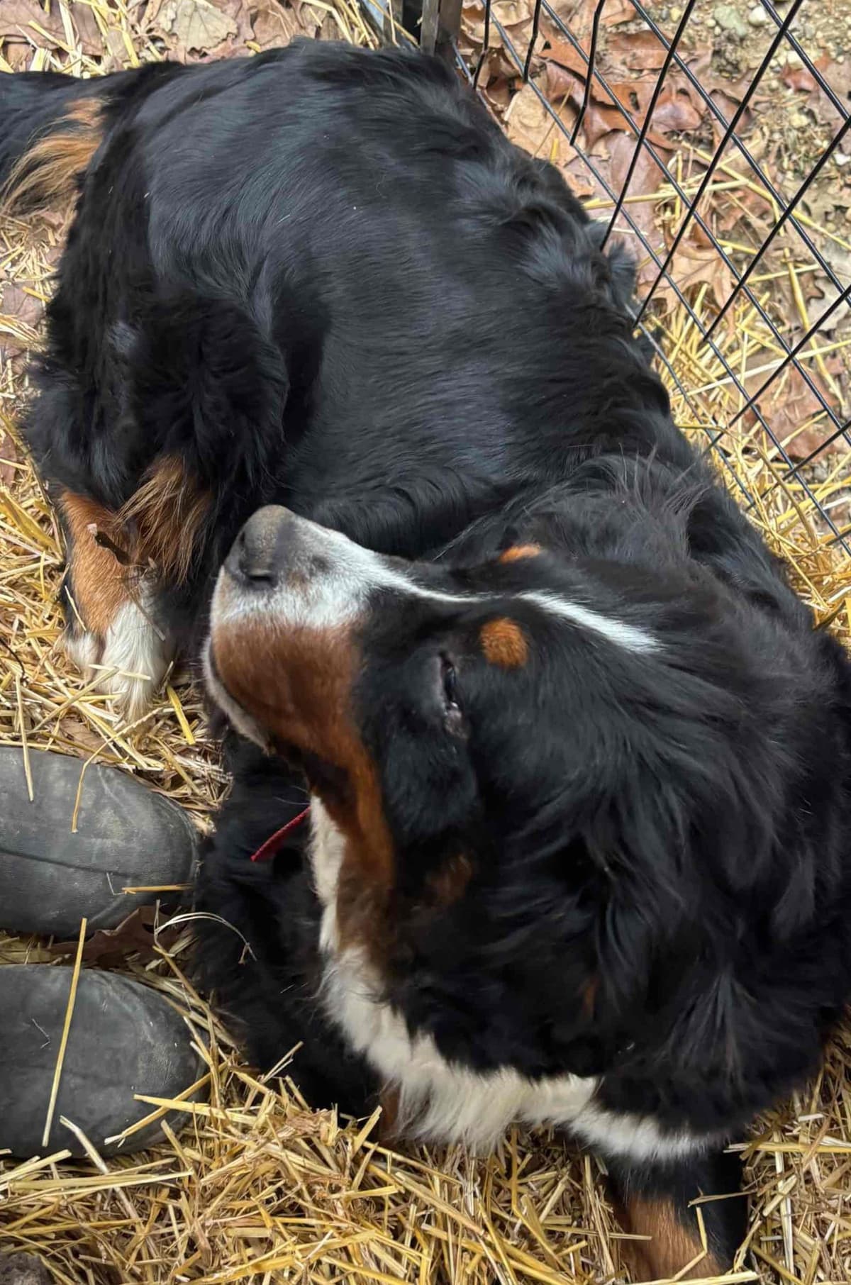 Bernese Mountain Dog Puppies breeder image 26