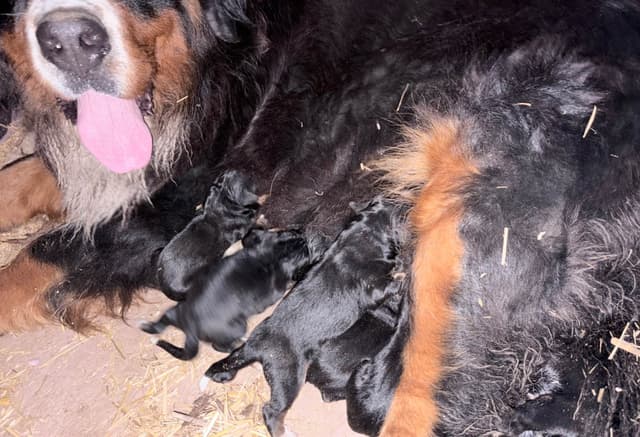 Bernese Mountain Dog Puppies media 3
