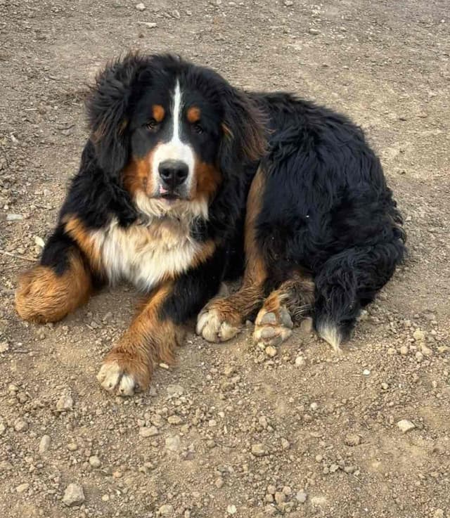 Bernese Mountain Dog Puppies media 6
