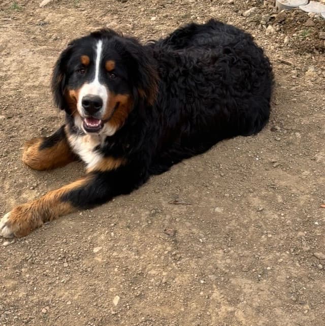 Bernese Mountain Dog Puppies media 4