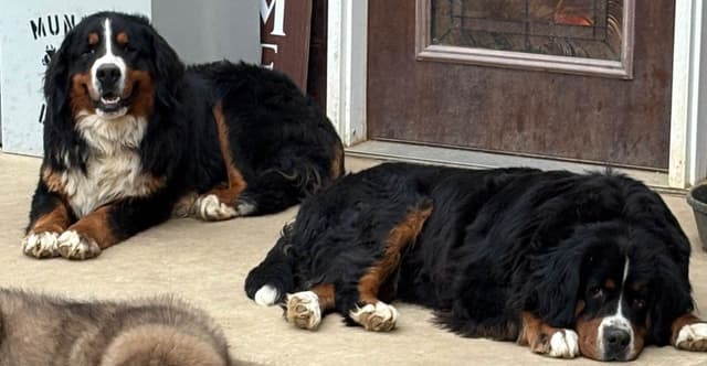 Bernese Mountain Dog Puppies media 5