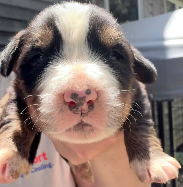 Bernese Mountain Dog Puppies media 7