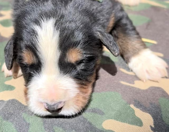 Bernese Mountain Dog Puppies media 9