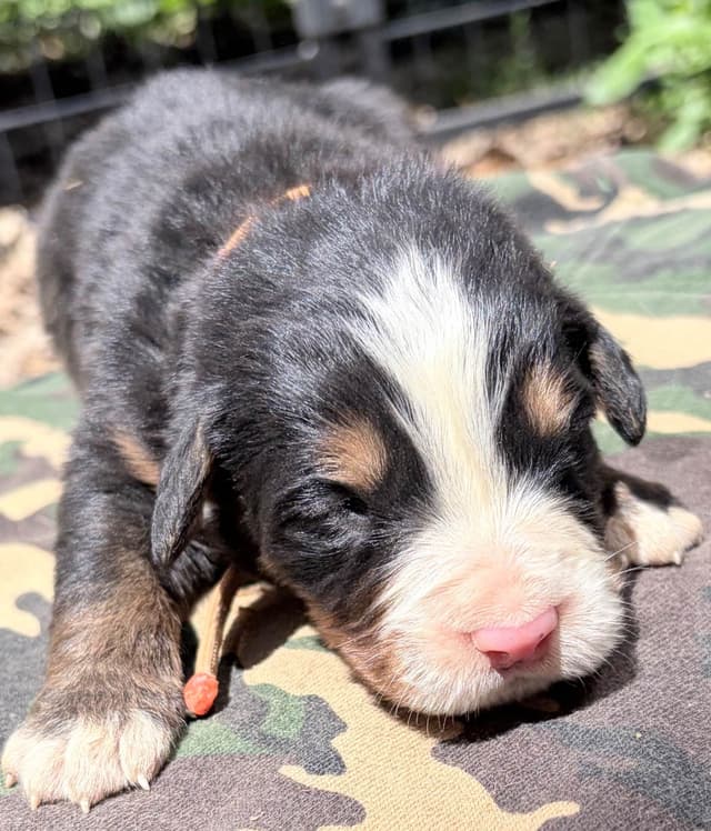 Bernese Mountain Dog Puppies media 10