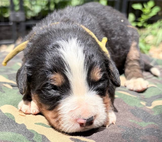 Bernese Mountain Dog Puppies media 11