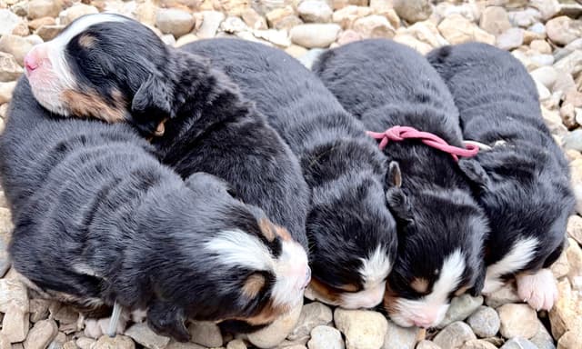 Bernese Mountain Dog Puppies media 2