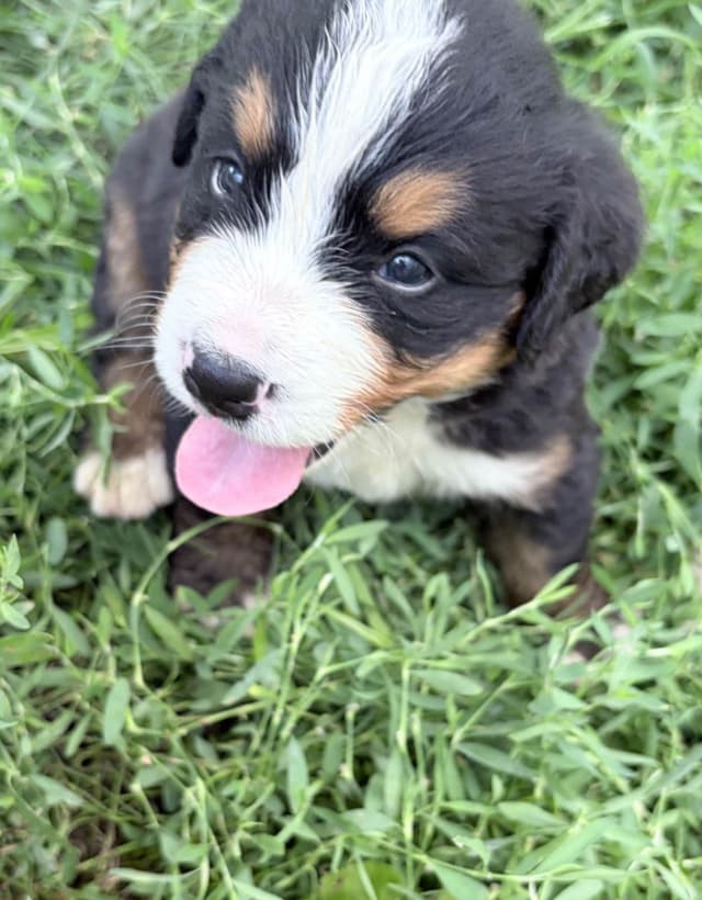 Bernese Mountain Dog Puppies media 12