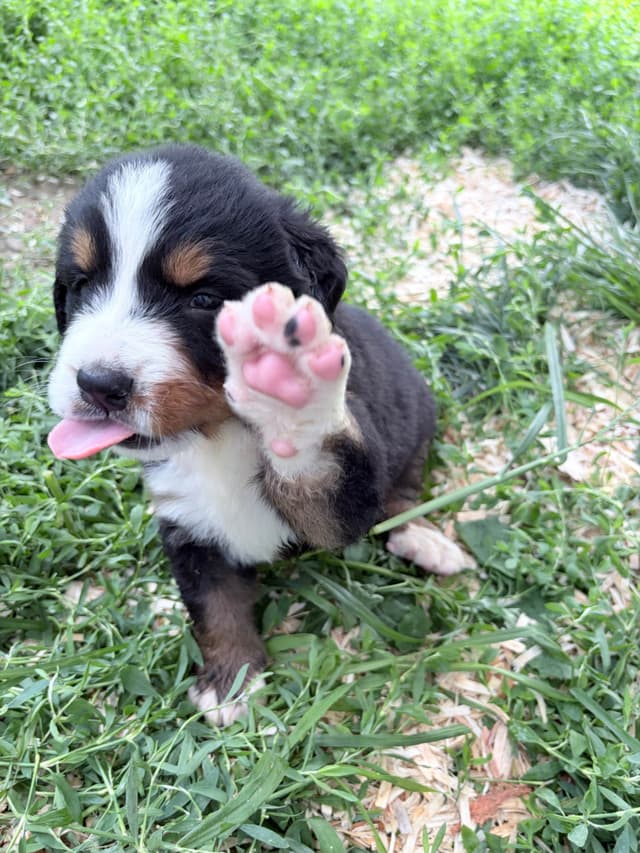 Bernese Mountain Dog Puppies media 13