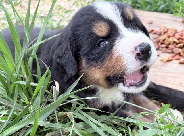Bernese Mountain Dog Puppies media 15