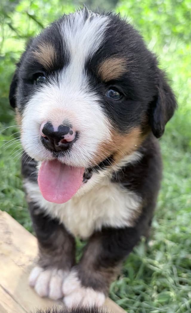 Bernese Mountain Dog Puppies media 17