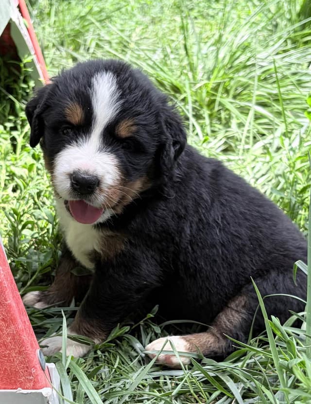 Bernese Mountain Dog Puppies media 14
