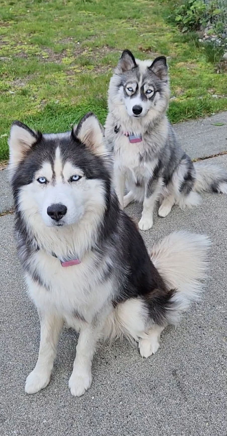 Siberian Husky Puppies breeder image 1