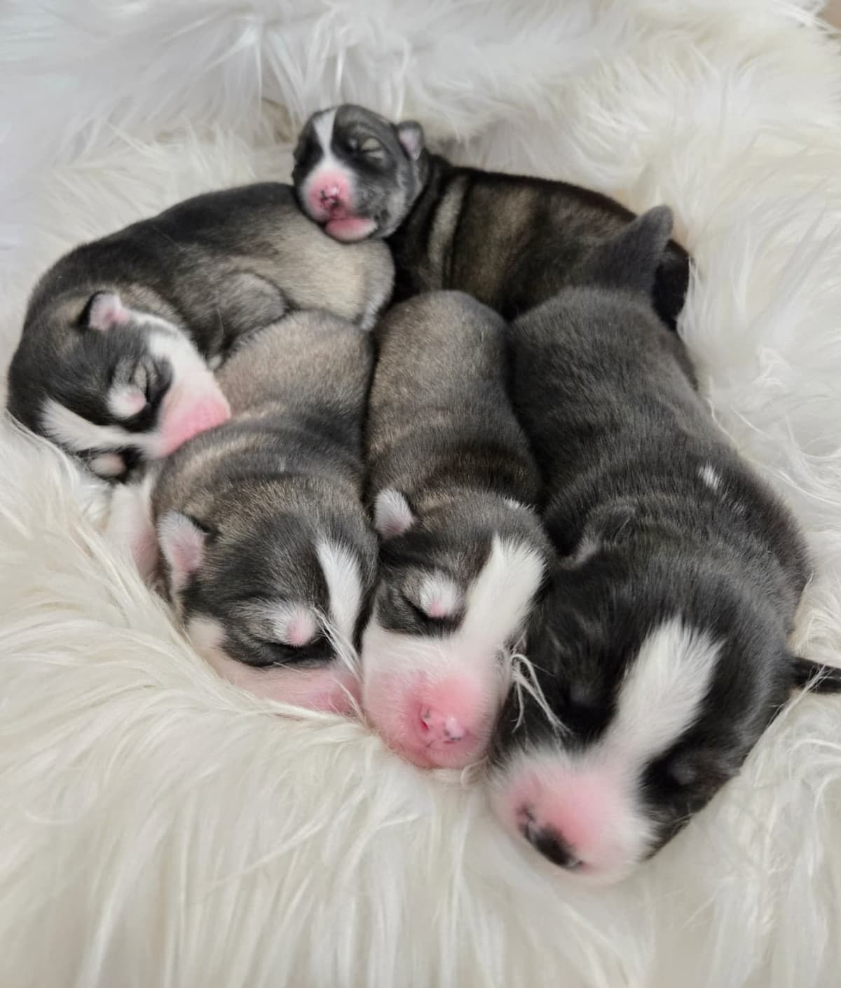 Siberian Husky Puppies breeder image 6