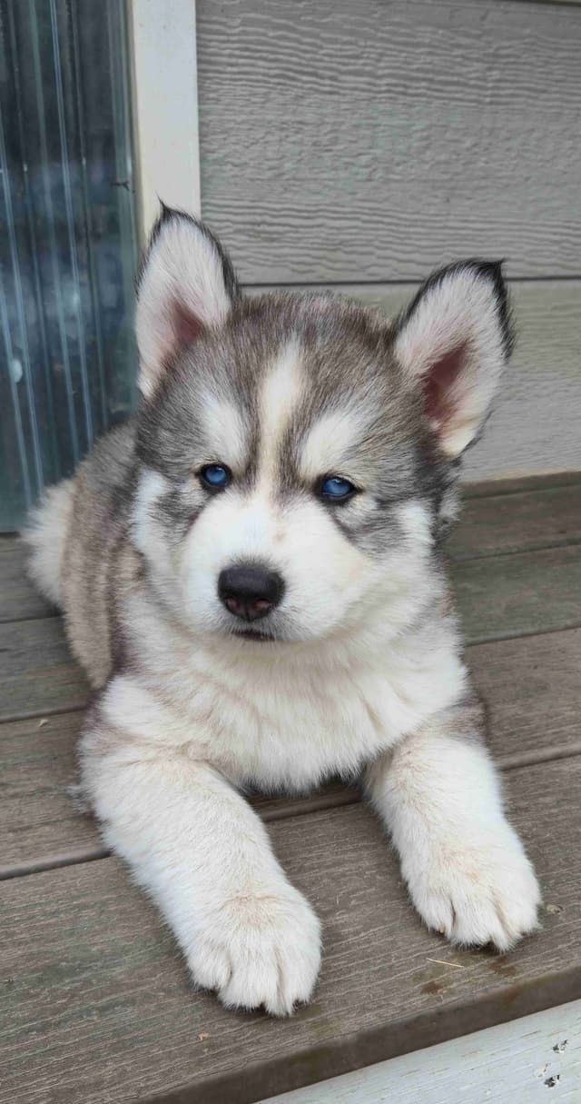 Siberian Husky Puppies media 2