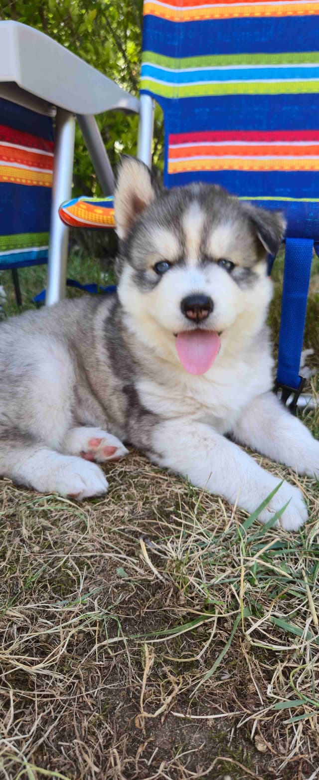 Siberian Husky Puppies media 3