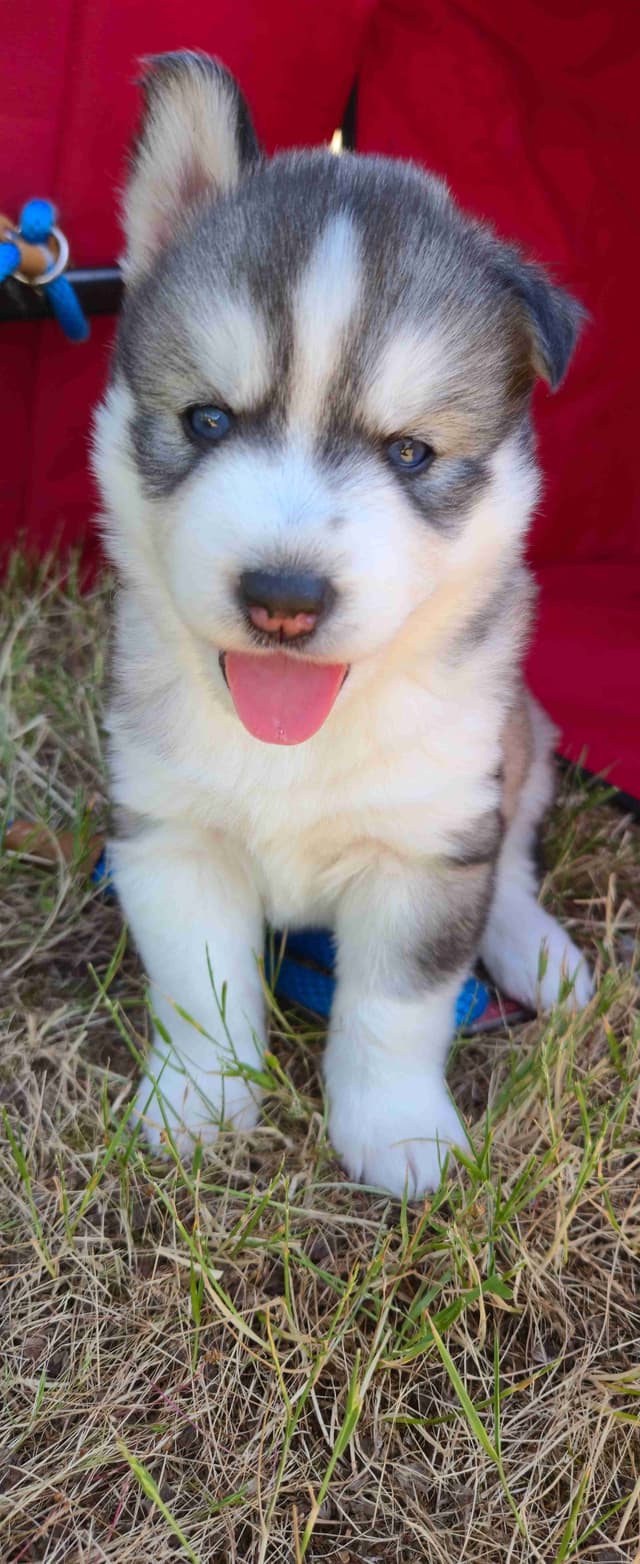 Siberian Husky Puppies media 4