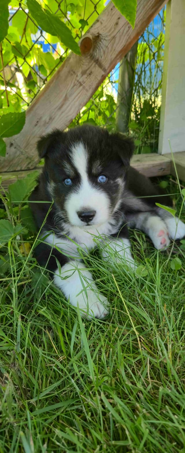 Siberian Husky Puppies media 5