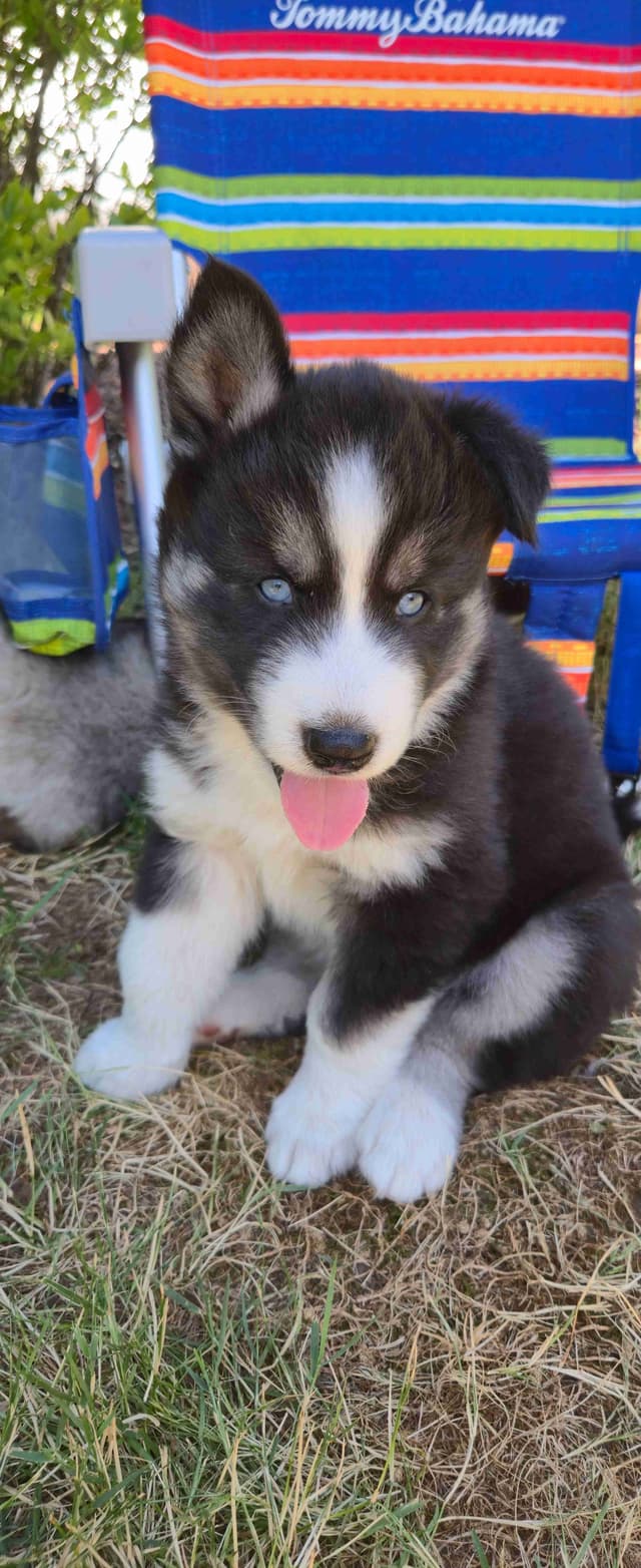 Siberian Husky Puppies media 6