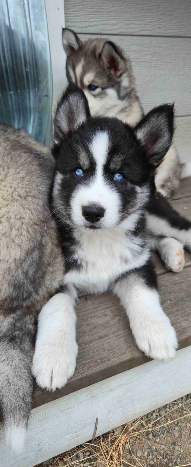 Siberian Husky Puppies media 7