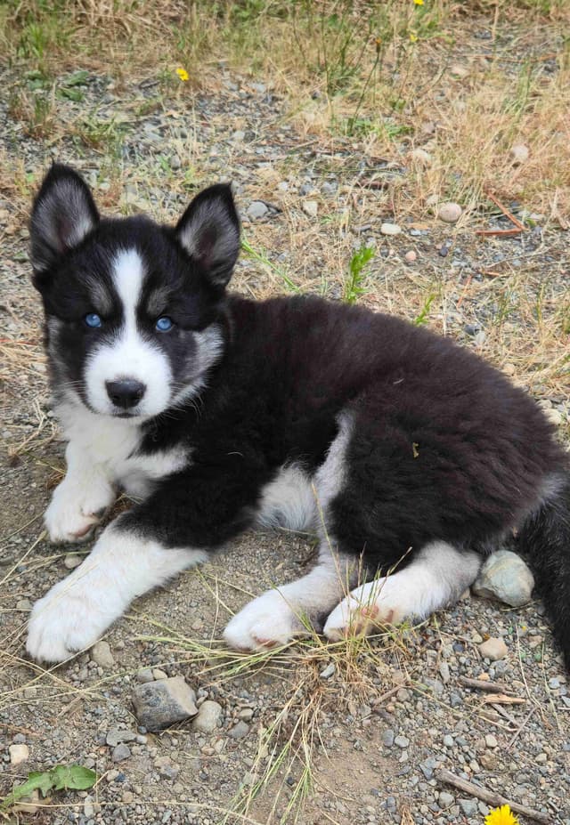 Siberian Husky Puppies media 8