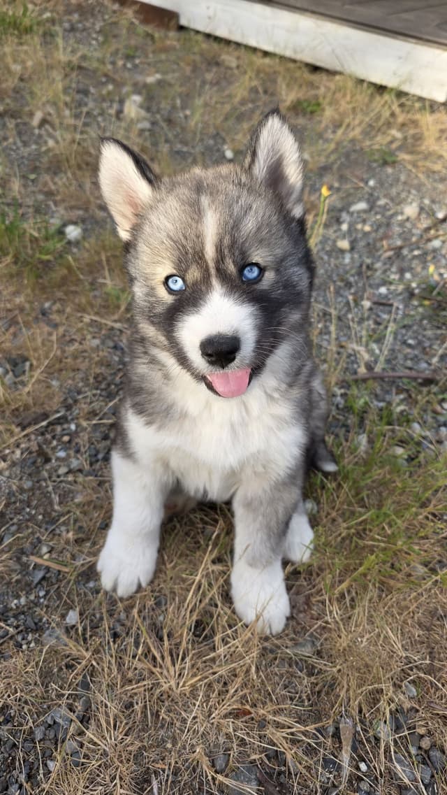 Siberian Husky Puppies media 9