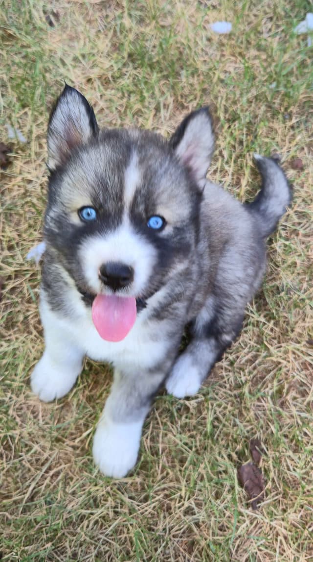 Siberian Husky Puppies media 10