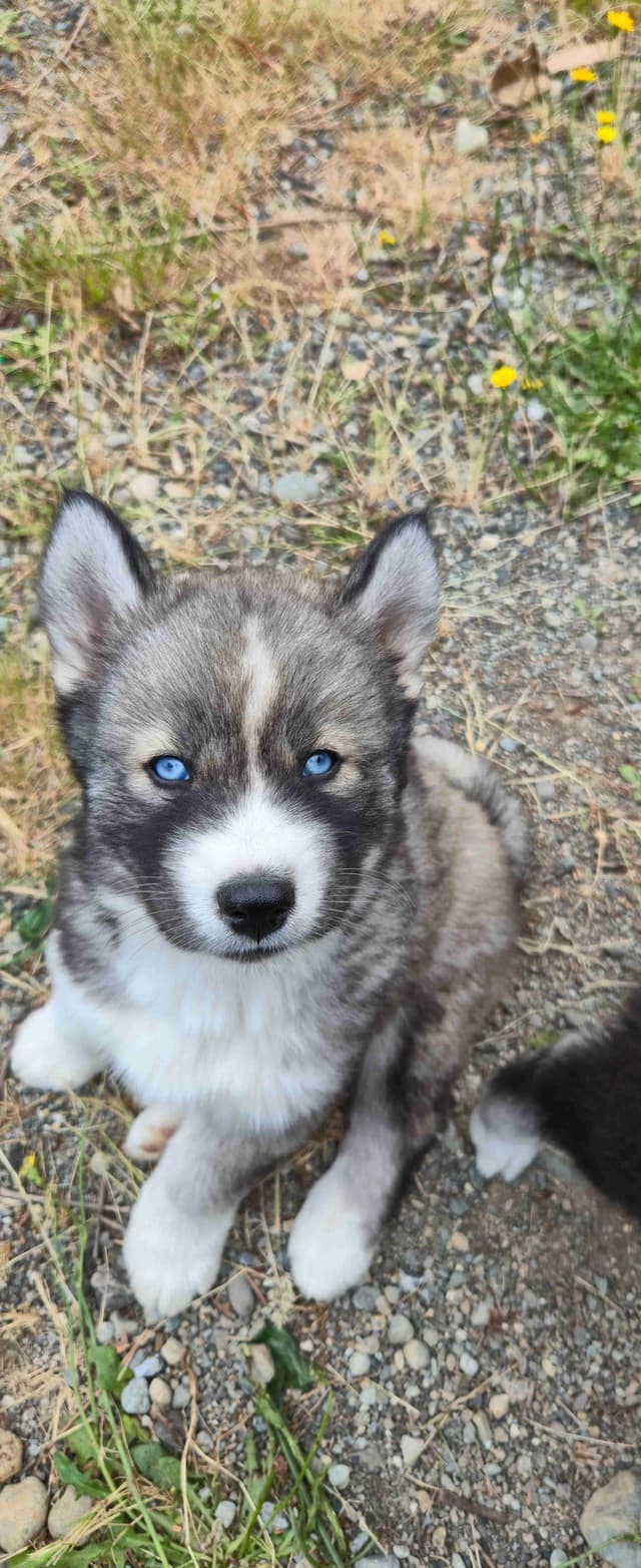 Siberian Husky Puppies media 11