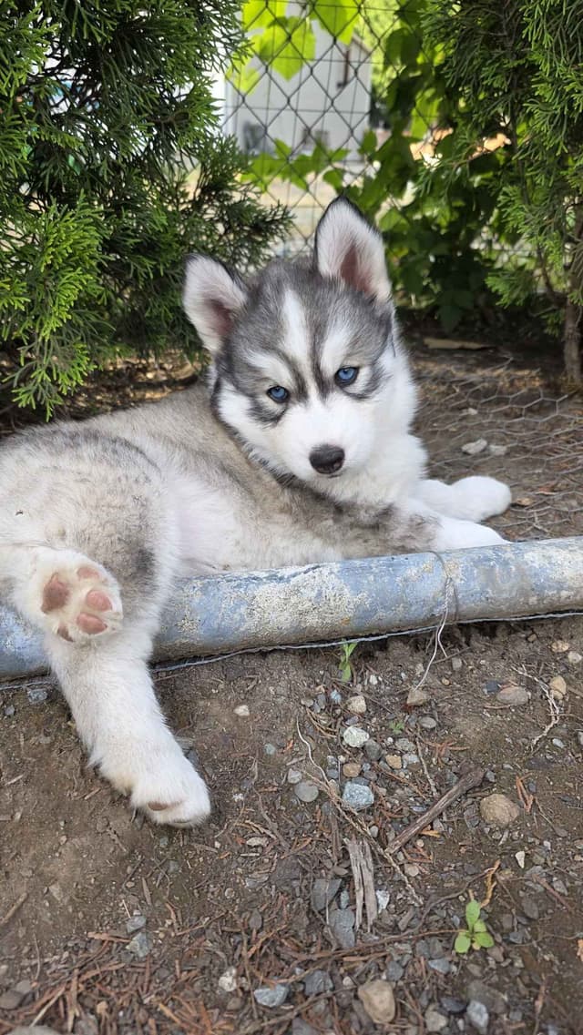 Siberian Husky Puppies media 12