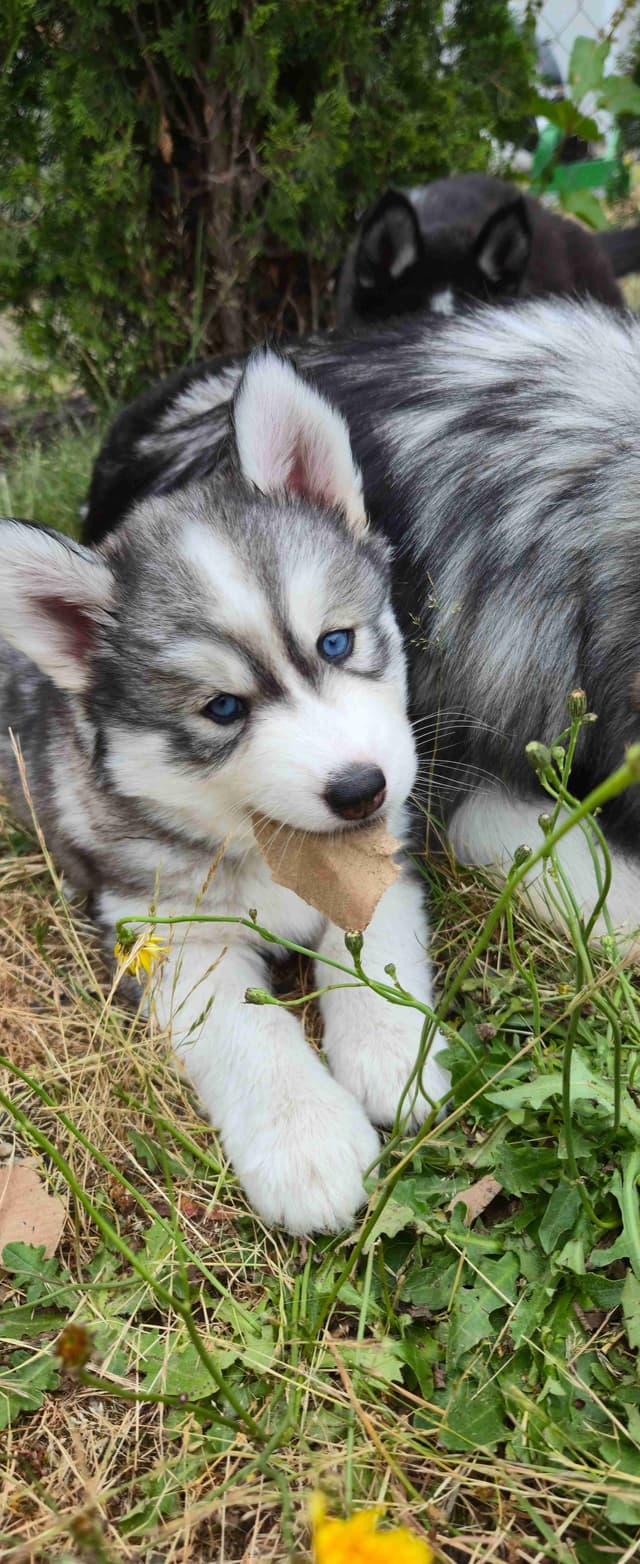 Siberian Husky Puppies media 13