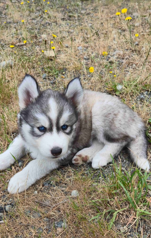 Siberian Husky Puppies media 14