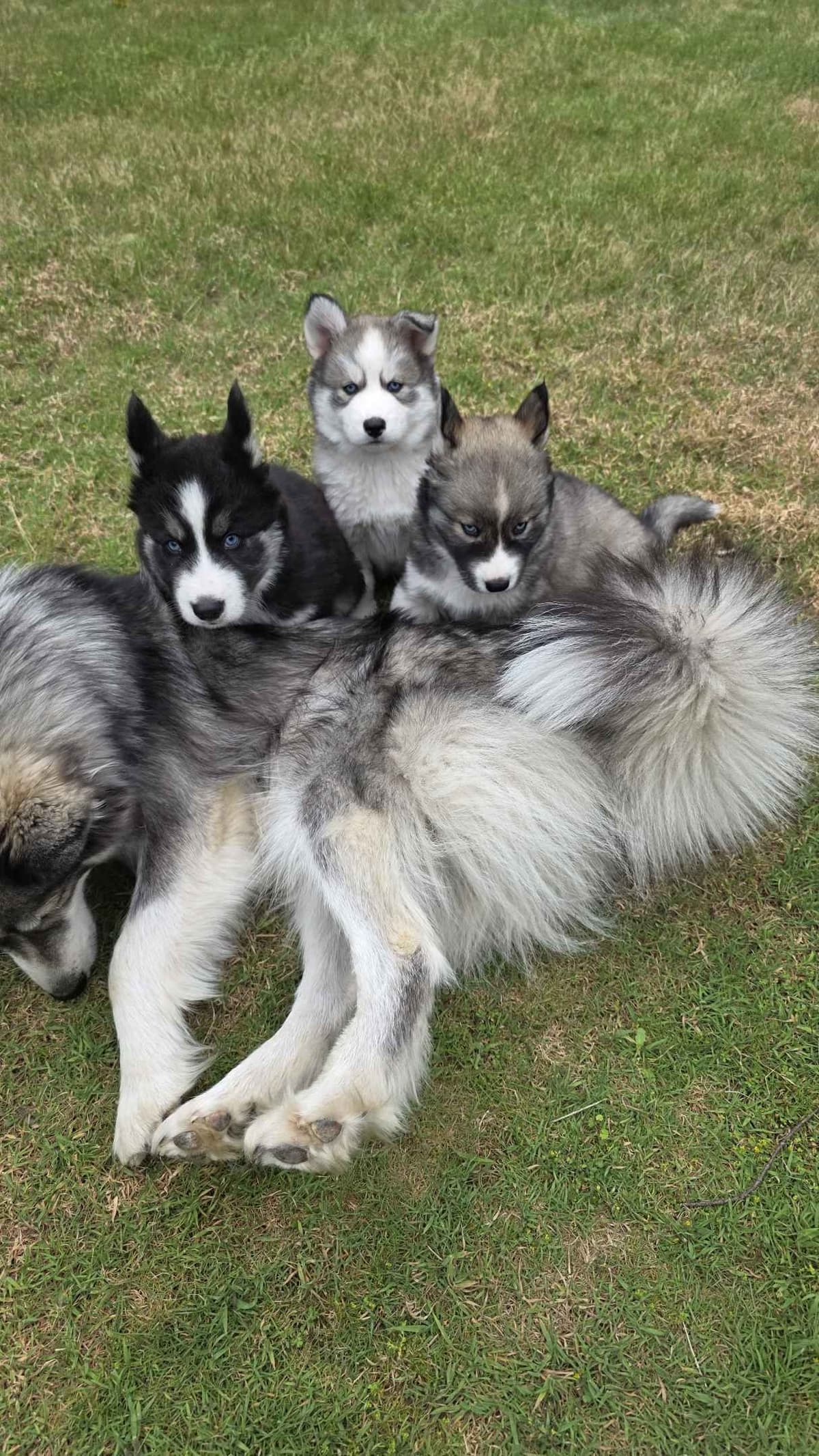 Siberian Husky Puppies breeder image 3