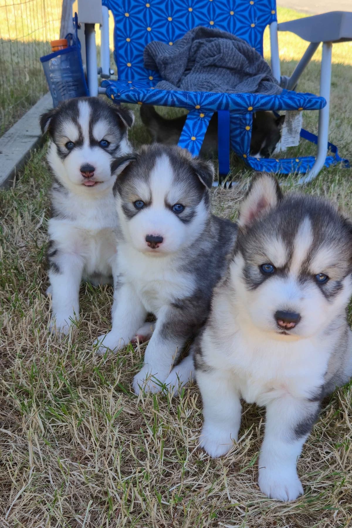 Siberian Husky Puppies breeder image 4