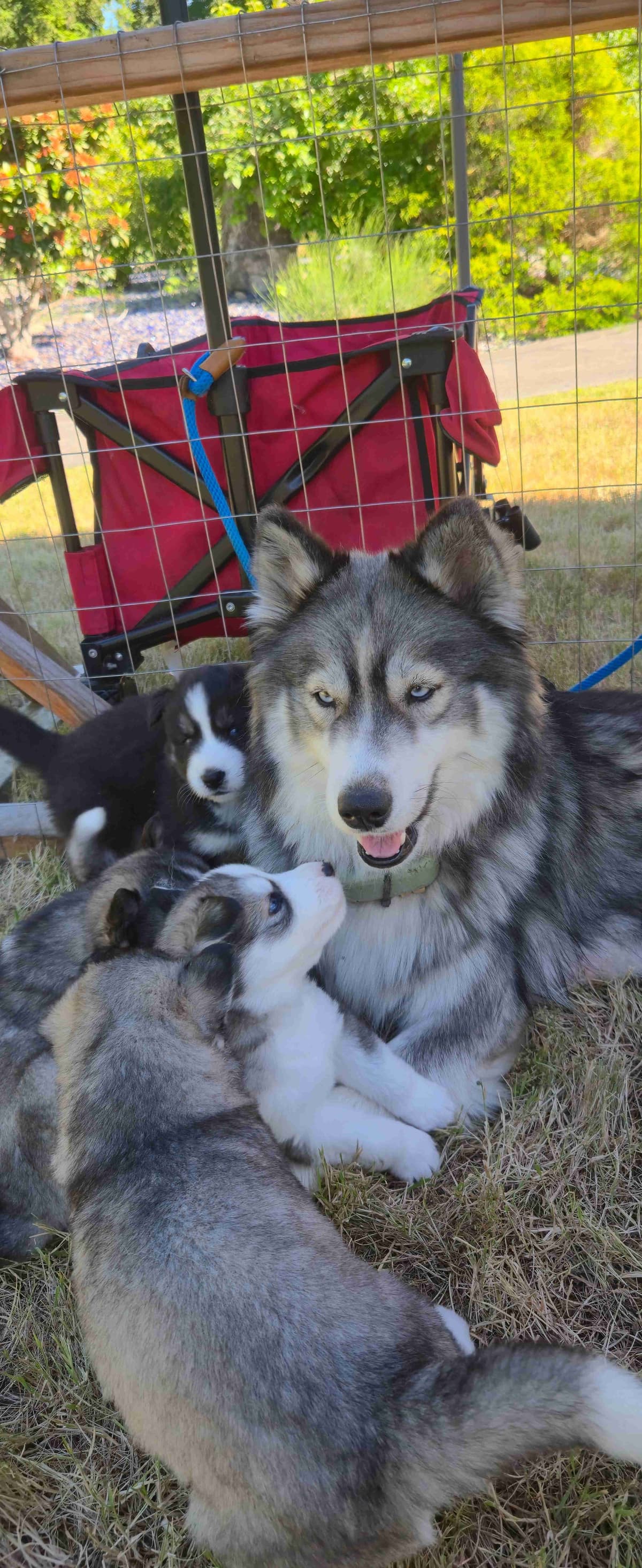 Siberian Husky Puppies breeder image 5