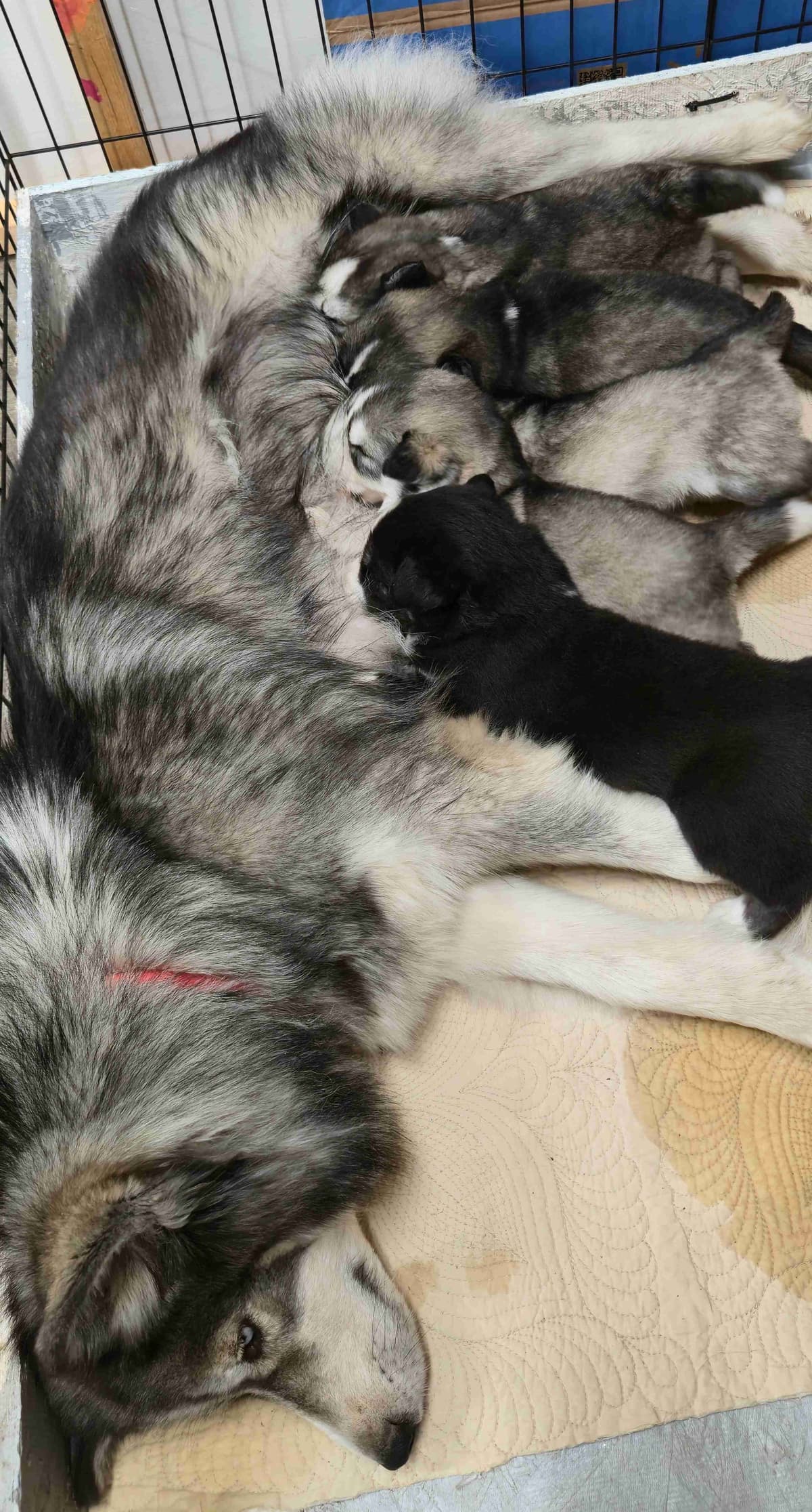 Siberian Husky Puppies breeder image 2