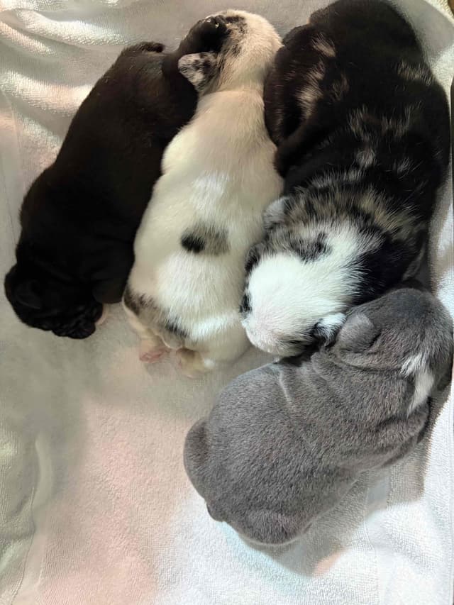 Bulldog Puppies media 7