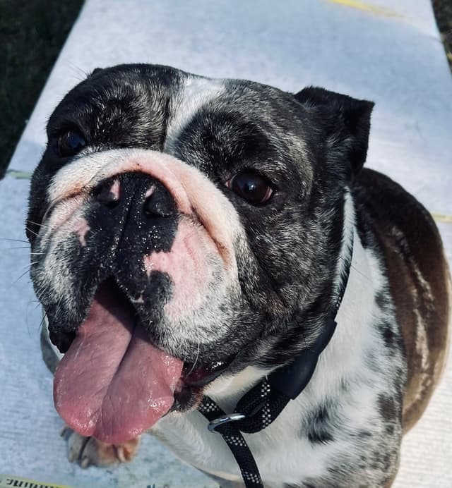 Bulldog Puppies media 8