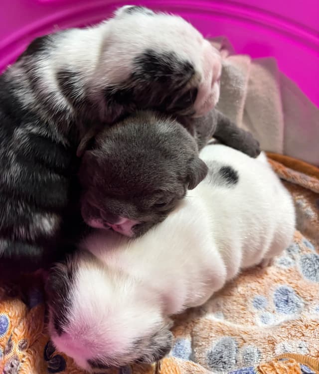 Bulldog Puppies media 6